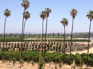 Many citrus varieties still grown in Riverside.  Roadside stands sell in season fruit. 