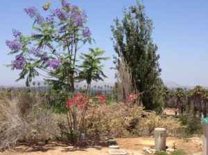 Native plants adjust to the drought years.